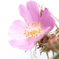 Rosa mosqueta #IG 5683 Rosa mosqueta #IG 5683