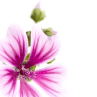 Malva sylvestris #IG 5684 Malva sylvestris #IG 5684