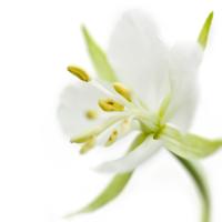 Epilobium angustifolium #IG 5685 Epilobium angustifolium #IG 5685