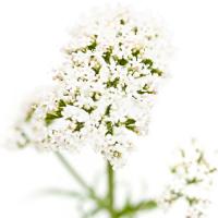 Valeriana officinalis #IG 5686 Valeriana officinalis #IG 5686