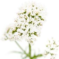 Valeriana officinalis #IG 5686