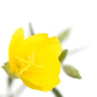 Oenothera biennis #IG 5687 Oenothera biennis #IG 5687