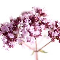 Origanum vulgare #IG 5690 Origanum vulgare #IG 5690
