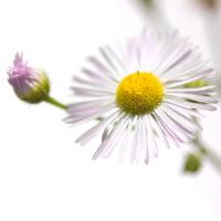 Erigeron annuus #IG 5692 Erigeron annuus #IG 5692