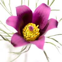 Pulsatilla pratensis #IG 5693