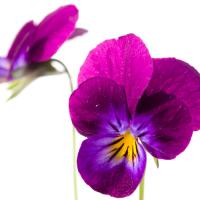 Viola tricolor #IG 5694 Viola tricolor #IG 5694