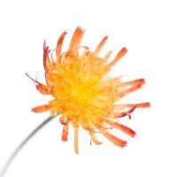 Hieracium pilosella #IG 5775 Hieracium pilosella #IG 5775
