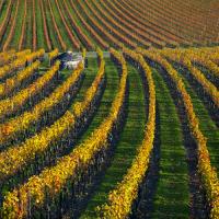Veineyards of hautes ctes Burgundy #IG 5793 Veineyards of hautes ctes Burgundy #IG 5793
