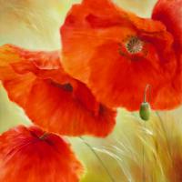 Drei Mal Mohn #IG 5978 Drei Mal Mohn #IG 5978