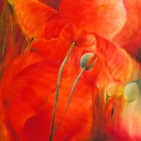 Roter Mohn #IG 5979 Roter Mohn #IG 5979