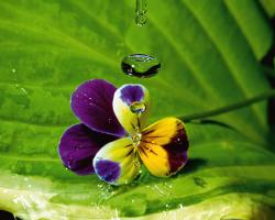 Pansy Drops #IG 6090 Pansy Drops #IG 6090