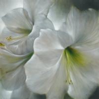 Wei§e Amaryllis #IG 6127 Wei§e Amaryllis #IG 6127