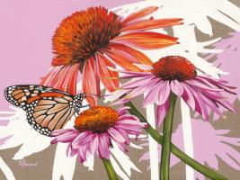 Echinacea #IG 6128 Echinacea #IG 6128