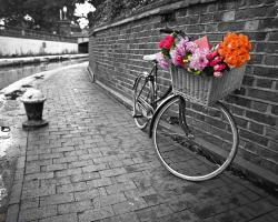 Bicycle of Love I #IG 6336 Bicycle of Love I #IG 6336