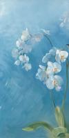 Phalaenopsis Fontaine I #IG 6454 Phalaenopsis Fontaine I #IG 6454