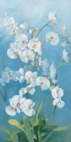 Phalaenopsis Fontaine II #IG 6455 Phalaenopsis Fontaine II #IG 6455