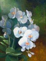 Phalaenopsis blanc #IG 6457 Phalaenopsis blanc #IG 6457