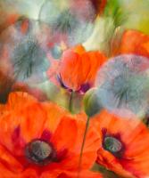 Mohn und Pustelblumen #IG 6559