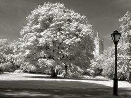 Central Park Tree #IG 7016 Central Park Tree #IG 7016