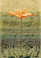 Papaver #IG 7220 Papaver #IG 7220