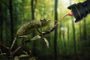 Just a Chameleon action shootingÉ #IG 7278 Just a Chameleon action shootingÉ #IG 7278