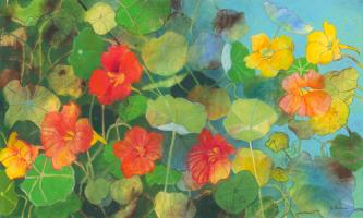 Nasturtium 2 #IG 7440 Nasturtium 2 #IG 7440