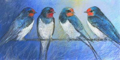 Swallows #IG 7446 Swallows #IG 7446
