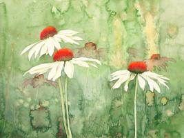 Echinacea one #IG 7457 Echinacea one #IG 7457