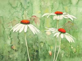 Echinacea two #IG 7458 Echinacea two #IG 7458