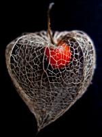 Lantern Heart II #IG 7832 Lantern Heart II #IG 7832