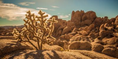 Desert Foreground #IG 7851 Desert Foreground #IG 7851