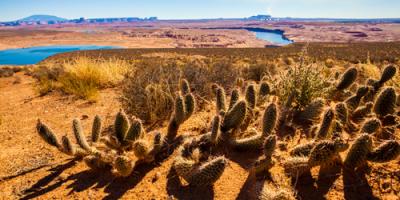 Wildwest Cactus #IG 7853 Wildwest Cactus #IG 7853