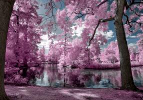 BordeauxÕs Park - Infrared Photography #IG 8161 BordeauxÕs Park - Infrared Photography #IG 8161