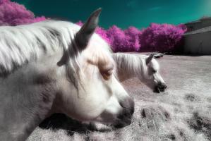 Fantasy Horses - Infrared Photography #IG 8167 Fantasy Horses - Infrared Photography #IG 8167