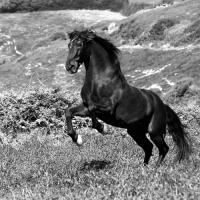 Island Horse #IG 8250 Island Horse #IG 8250