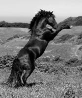 Horse Freedom, Horse at Liberty #IG 8251 Horse Freedom, Horse at Liberty #IG 8251