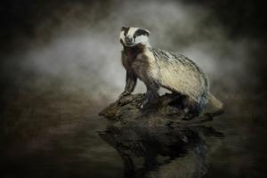 European Badger #IG 8366 European Badger #IG 8366