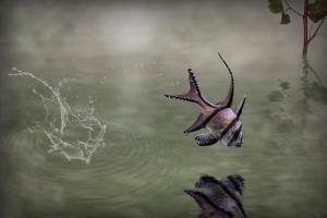 Banggai Cardinalfish #IG 8367 Banggai Cardinalfish #IG 8367