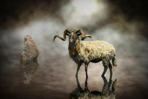 Sheep #IG 8368 Sheep #IG 8368