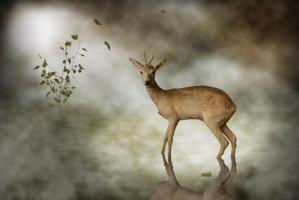 Young Deer #IG 8369 Young Deer #IG 8369