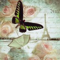 Butterfly II #IG 8412 Butterfly II #IG 8412