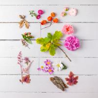 Eclectic Plants I #IG 8413 Eclectic Plants I #IG 8413