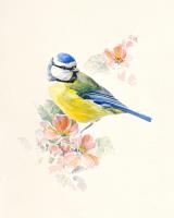 Blue Tit #IG 8452 Blue Tit #IG 8452