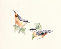 Nuthatches #IG 8453 Nuthatches #IG 8453