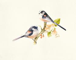 Longtailed Tits #IG 8454 Longtailed Tits #IG 8454