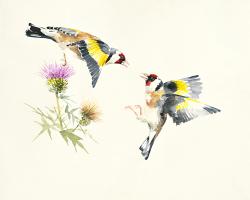 Goldfinches #IG 8455 Goldfinches #IG 8455