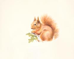 Red Squirrel #IG 8456 Red Squirrel #IG 8456