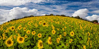Sonnenblumenwelt #IG 8529 Sonnenblumenwelt #IG 8529