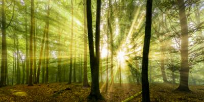 Nebelstimmung mit Sonne im Wald #IG 8532 Nebelstimmung mit Sonne im Wald #IG 8532