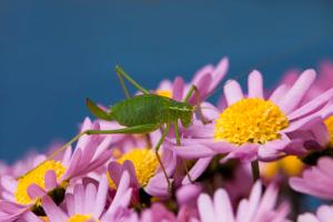 Grashpfer auf Blumen #IG 8536